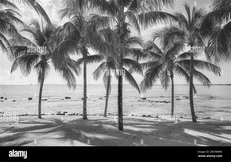 White Sand Beach And Ocean Black And White Stock Photos And Images Alamy