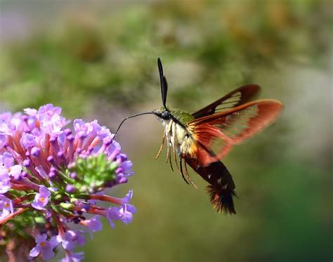 Hummingbird Clearwing Moth Photograph By Kathy Eickenberg Fine Art
