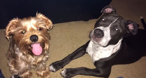 A Pitbull And His Yorkie Keep Calm And Love Bullies Pit Bull Yorkie