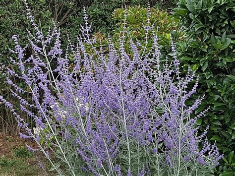 Außerdem gedeiht der rasen unter großen bäumen nicht oft. Blauraute - eine pflegeleichte Gartenpflanze