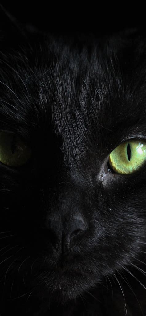 Halloween iphone black cat wallpaper. 1242x2688 Black Cat Green Eyes Iphone XS MAX HD 4k ...