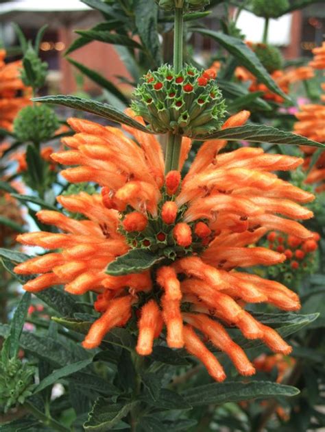 Hebrew name derived from the name of a plant of israel having it is also the name of a genus of plants native to south africa but now spread worldwide. 10+ Best Orange Flowers for Your Garden - Home and Gardens