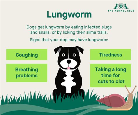 Is Lungworm Contagious To Other Dogs
