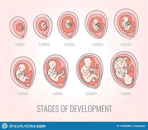 De Stadia Van De Embryomaand Van Ontwikkelings Vectorillustratie