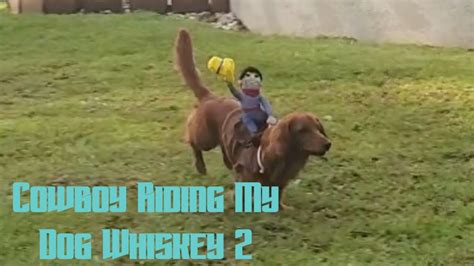 Little Cowboy Riding My Dog Whiskey 2 Youtube