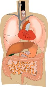 Biomedical illustration showing the internal organs of a female in. Internal Organs Medical Diagram clip art (125591) Free SVG ...