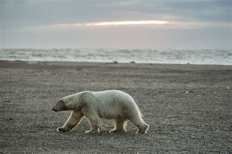 Polar Bear Taking A Stroll On The Beach Bearwithaview