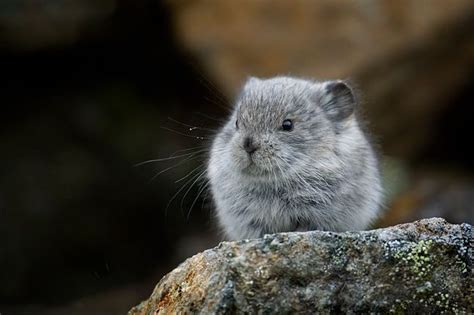 I Would Do Anything For A Baby Pika Baby Animals Cute Animals
