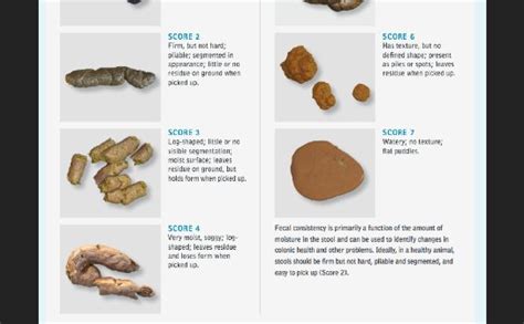 Brother and sister puppies are. Quora how should puppy poop look like | SweetPuppies Amino