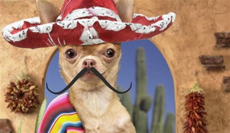 Create Meme Chihuahua In Sombrero Mexican Chihuahua Chihuahua Mexico