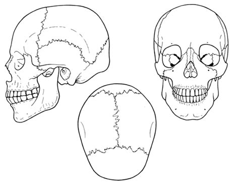 The Bones Of The Skull Image Artofit