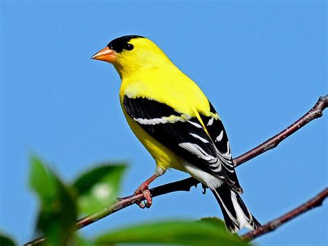 American Goldfinch Photograph By Rodney Campbell Pixels