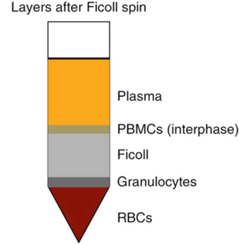 Ficoll Paque Layers After Centrifugation The Peripheral Blood