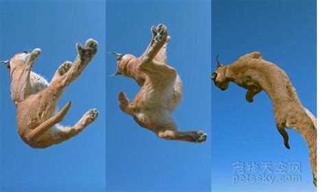 Bbc慢镜头揭示狞猫四肢落地之谜 猫有九命不是没道理的 宠物天空