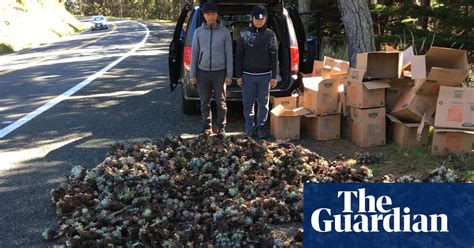Stolen Succulents California Hipster Plants At Center Of Smuggling