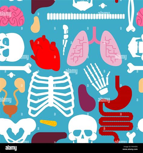 human anatomy pattern seamless skeleton and internal organs background systems of man body and