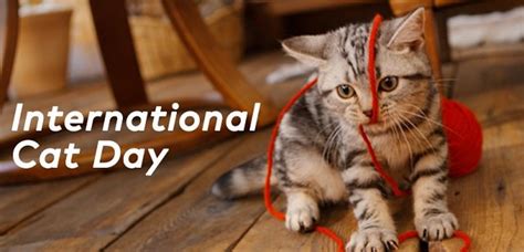 This Global Cat Day Those International Checklist Breaking Pets Are