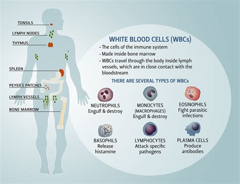Immune System Cells And Functions
