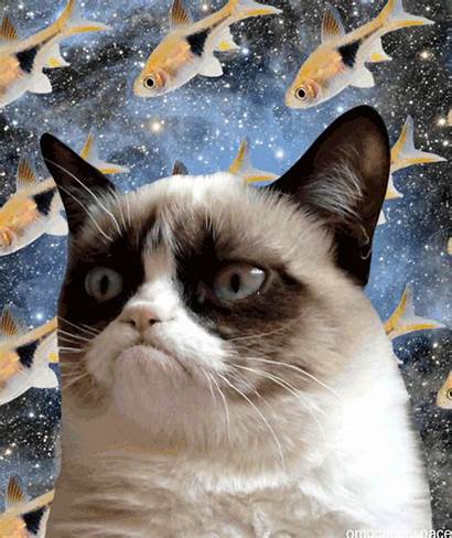Cat Cats Gifs Space Grumpy Animated Tard