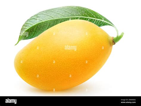 One Whole Yellow Mango Fruit Isolated On White Background Stock Photo