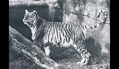 Bali Tiger An Extinct Species To Remember Extinct Tigers Extinct