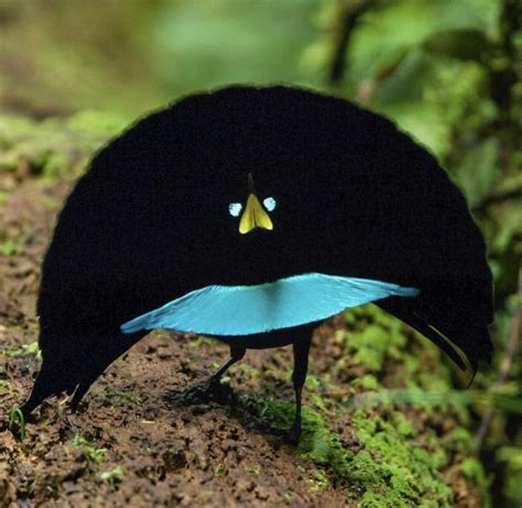 🔥 The Greater Superb Bird Of Paradise Showing Off Its Cape 🔥 R