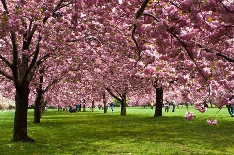 Best Places To Watch Cherry Blossoms Brooklyn Botanic Garden Little