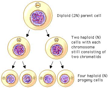 Diploid cells are those that have two sets of chromosomes. Science & Technology: Diploid Cell