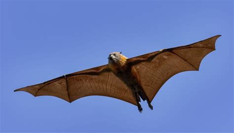 Fun Bismarck Flying Fox Facts For Kids