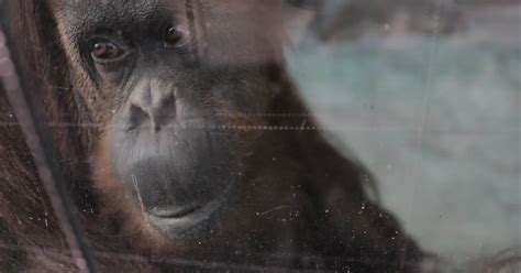 La Orangutana Sandra Será Trasladada A Un Ecoparque En Estados Unidos Infobae