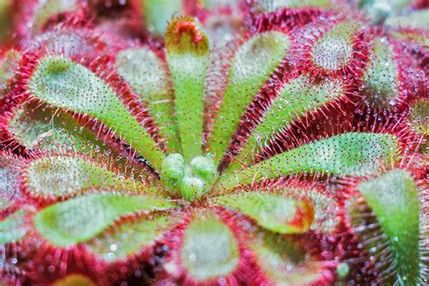 Carnivorous Sundew Plant Drosera By Bergadder