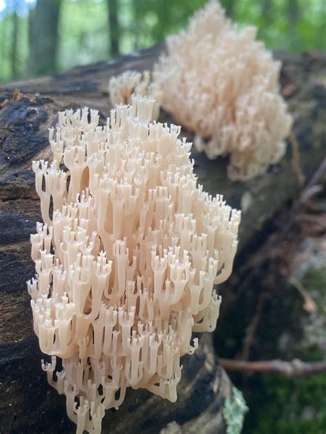 Edible Coral Mushroom Found In Oregon Conifer Forest About 5000 Feet