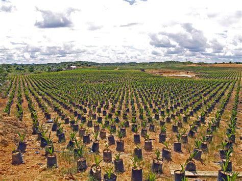 Search through a wide variety of plants offered on alibaba.com to find an exact type that suits you. Somewhere in Sarawak, a huge oil palm nursery | It will ...