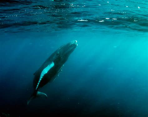 South Atlantic Humpback Whales Have Rebounded From Near Extinction