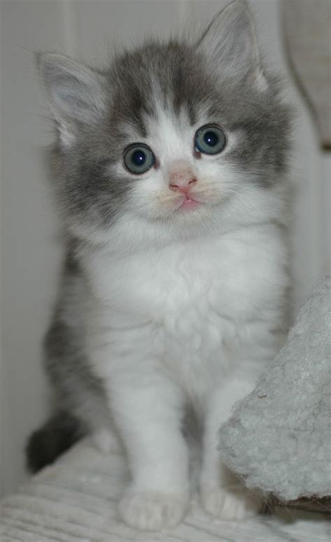 1 Gorgeous Fluffy Grey And White Kitten Mum Is Bsh Lancing