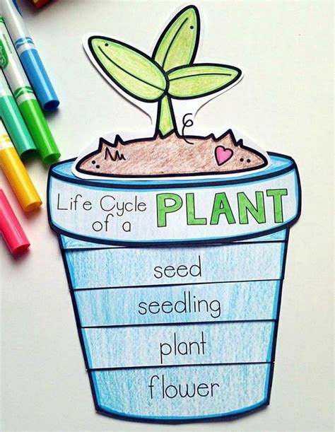 33 Free Plant Life Cycle Activities That Grow The Learning Fun Plants