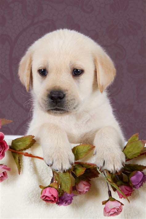 Small Labrador Puppy With Flowers In Blanket On Pink Pattern Background