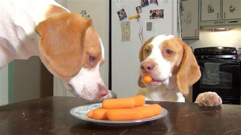 There's no healthy homemade dog food recipe that's a perfect fit for every dog. Dog & Puppy Steal Carrots off the Kitchen Table: Cute Dog ...