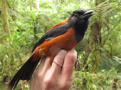 15 Facts About The Hooded Pitohui 2024