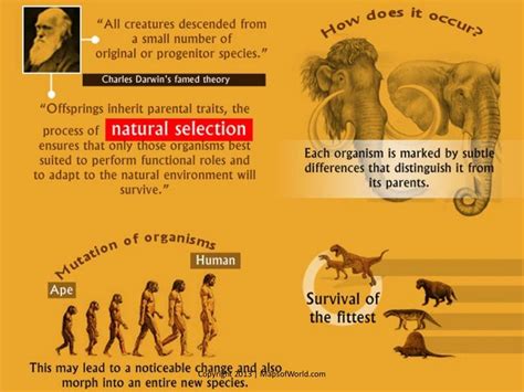 Is The Theory Of Evolution True Facts And Infographic