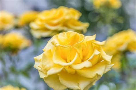 An Open Incredibly Beautiful Yellow Rose In A Garden Close Up Stock