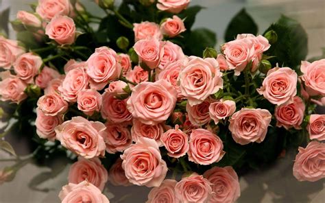 Swirled Pink Rose Flowers
