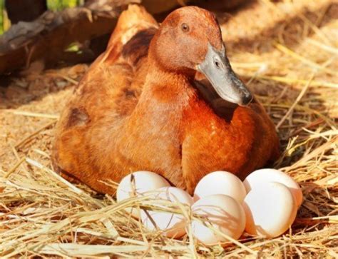On logiclike more than 250,000 children and adults. Caring for Duck Eggs | ThriftyFun