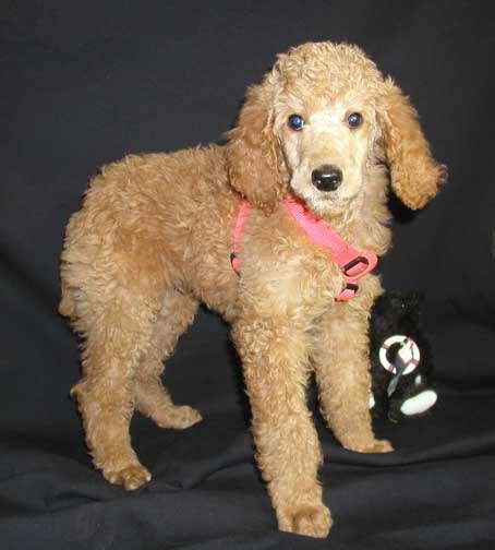 How Much Do Standard Poodle Puppies Cost