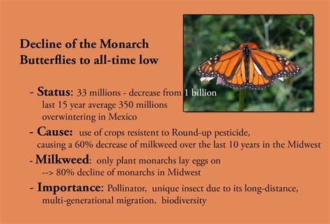 M Raeder Photography Monarch Butterflies In Crisis