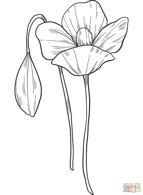 Poppy Flowers Coloring Page Free Printable Coloring Pages