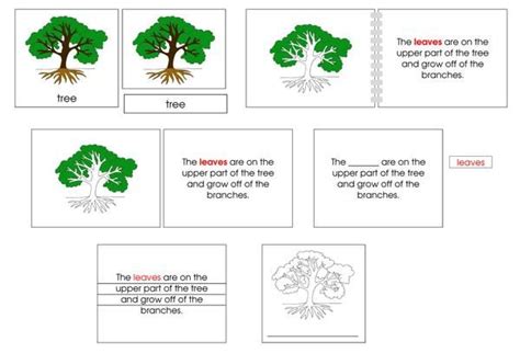 Tree Definition Set Color Tree Montessori Materials Preschool