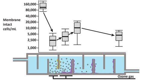 Biofilms In Full Scale Drinking Water Ozone Contactors Contribute