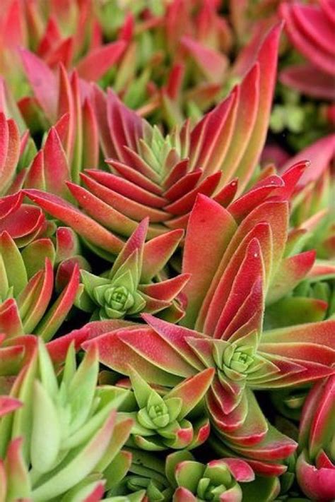 red pagoda crassula corymbulosa small succulent from south africa 6
