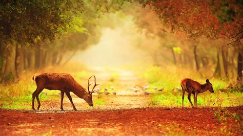 High Resolution Nature Pictures With A Couple Of Deer In Morning Hd